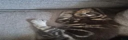 Mixed Breed cats for sale: 2 little beautiful kittens - Advert 10