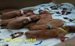 Dogue De Bordeaux dogs for sale: Dogue De Bordeaux puppies - Advert 5