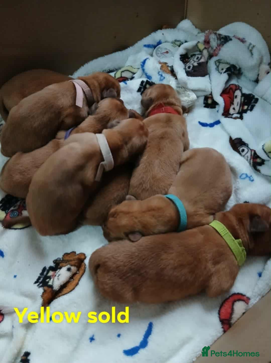 Dogue De Bordeaux dogs for sale: Dogue De Bordeaux puppies - Advert 5