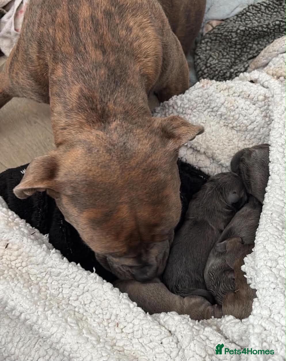 Staffordshire Bull Terrier dogs for sale: adorable staffy babies - Advert 6