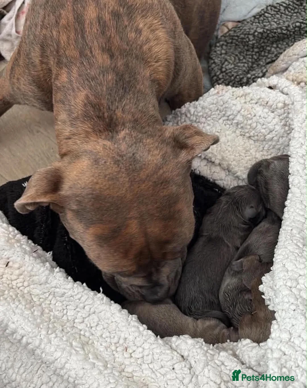 Staffordshire Bull Terrier dogs for sale: adorable staffy babies - Advert 1