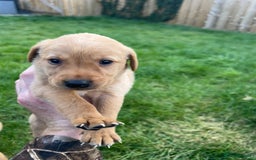 Labrador Retriever dogs for sale: Beautiful fox red Labrador pups 🐶  - Image 29