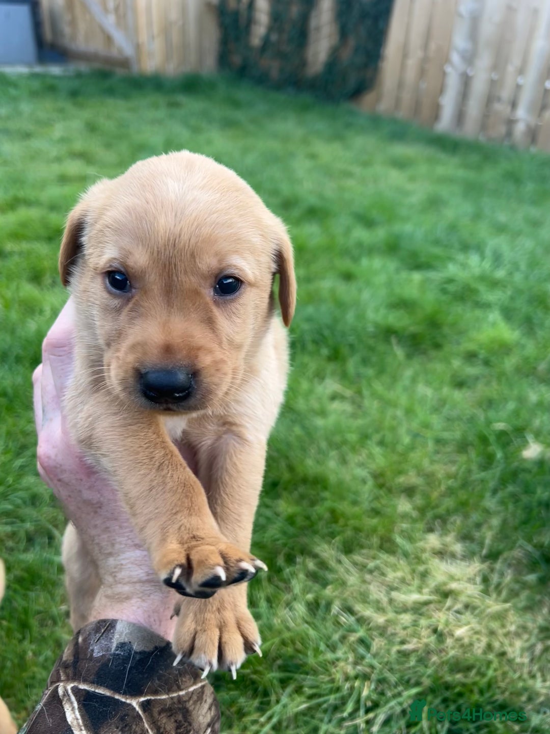 Labrador Retriever dogs for sale: Beautiful fox red Labrador pups 🐶  - Image 29