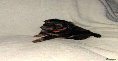 Mixed Breed dogs Yorkshire Terrier x Pomeranian Puppys - Advert 4