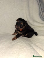 Mixed Breed dogs Yorkshire Terrier x Pomeranian Puppys - Advert 10
