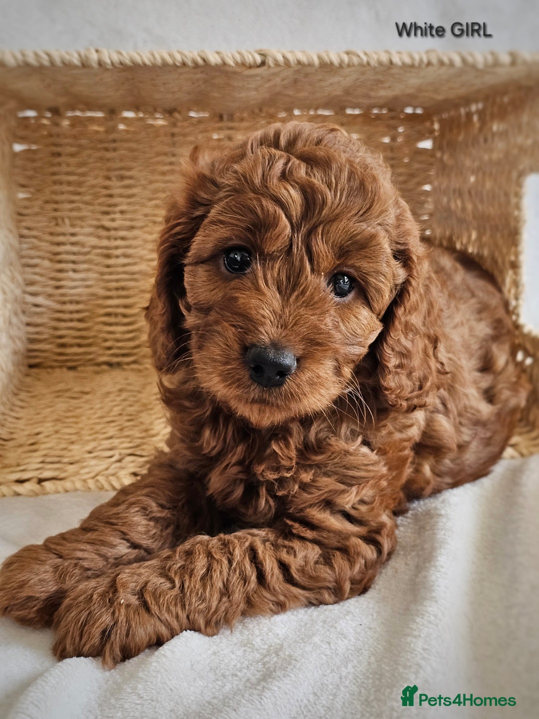 Cavapoo dogs for sale: Adorable F1b Cavapoo Puppies Ready 15th November - Image 10
