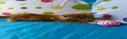 Maine Coon cats for sale: Maine Coon Kittens in Cambridge - Advert 6