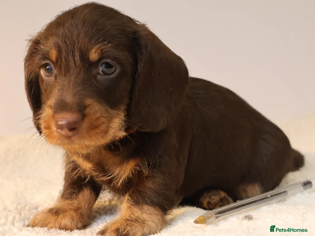 Miniature Dachshund dogs for sale: Choco+Wirehaired+5*Licensed+Kc+Praclear+Vetchecked - Advert 20