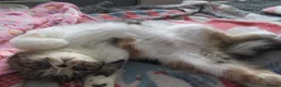 Exotic cats for sale: Super sweet Exotic female kitten READY NOW - Advert 15