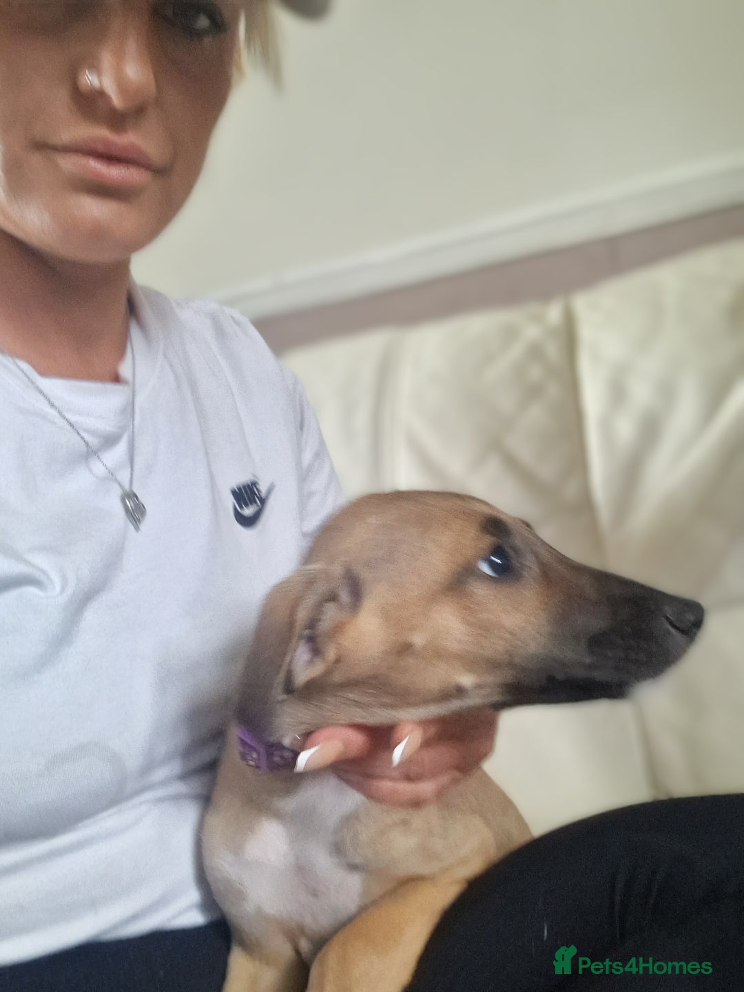 Mixed Breed dogs for sale: Lurcher puppies  - Image 4
