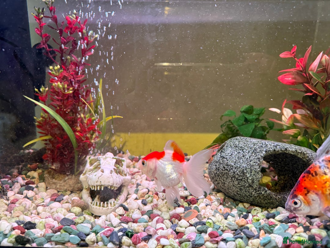 Goldfish fish for sale: Goldfish and set up for sale  - Image 3