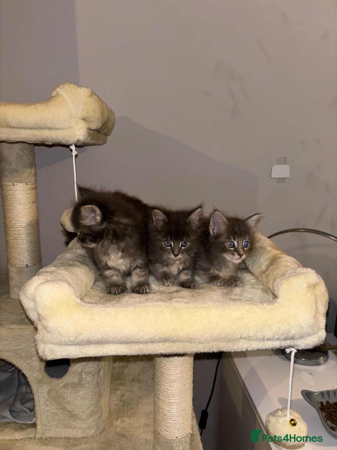 Maine Coon cats for sale: Plush PusZ XXL TICA registered Maine Coon Kittens - Advert 29