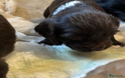 Cocker Spaniel dogs for sale: Gorgeous cocker spaniel ( working type) - Advert 1