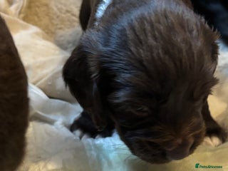 Cocker Spaniel dogs Gorgeous cocker spaniel ( working type) - Advert 11