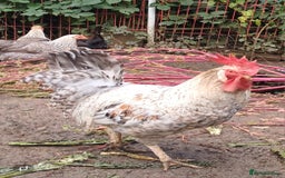 Chickens poultry for sale: Cream legbar Rooster - Image 2