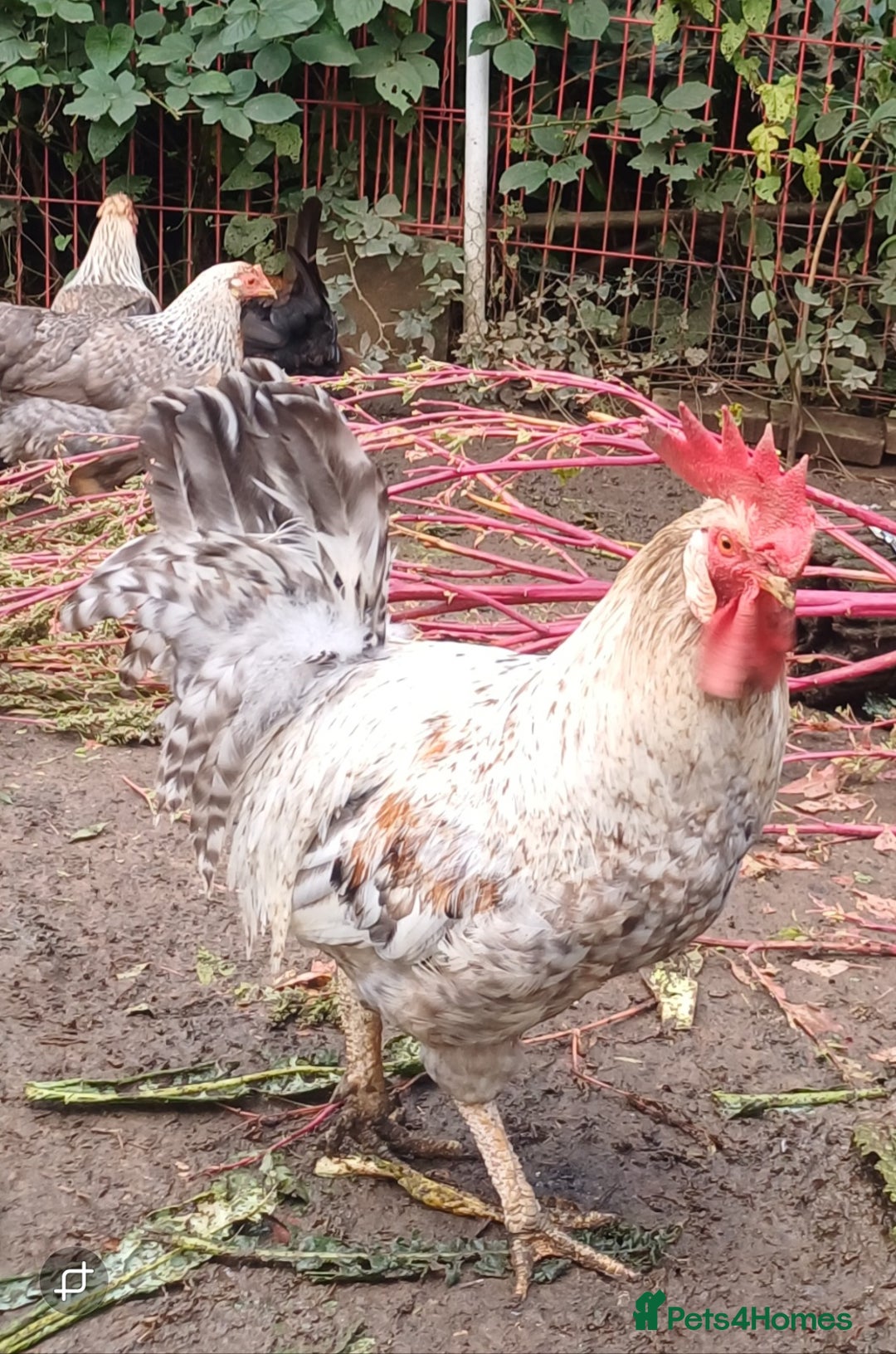 Chickens poultry for sale: Cream legbar Rooster - Image 2