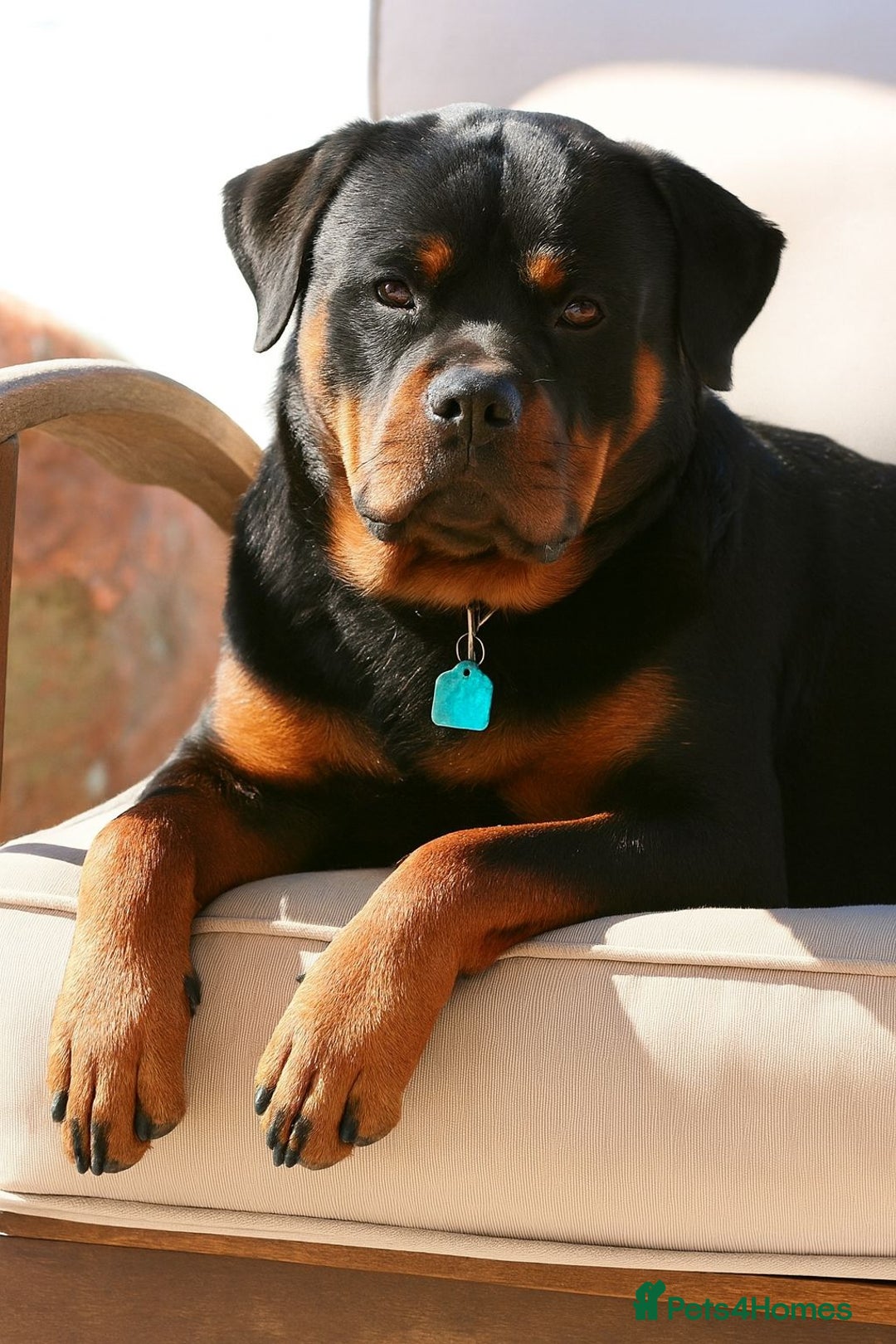 Rottweiler dogs for sale: Rottweiler Puppies for Sale – Loving Homes ! - Image 10