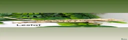 Gecko reptiles for sale: Mixed crested geckos  - Advert 3