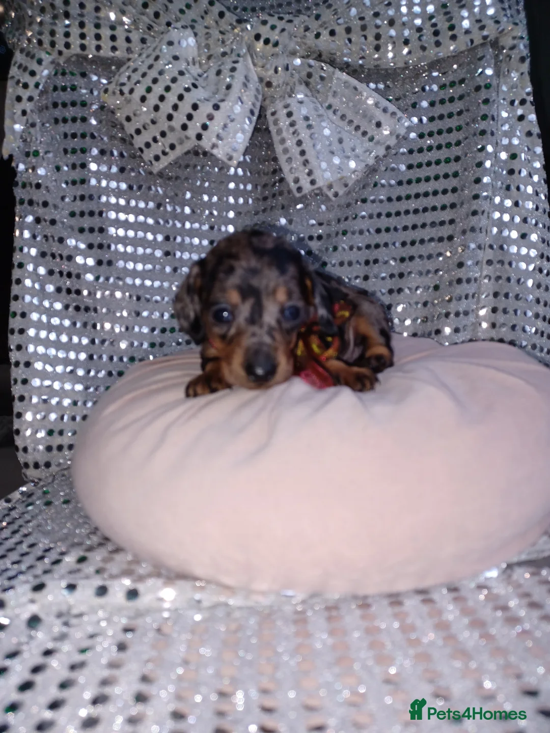 Miniature Dachshund dogs for sale: 🐶 4 miniature duschund puppies🐕 - Advert 4