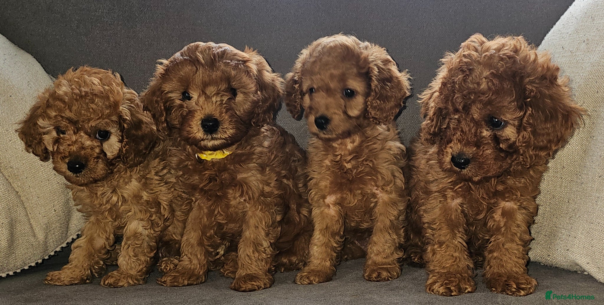 Cavapoo dogs F1b Cavapoo puppies!  - Advert 1