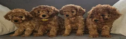 Cavapoo dogs for sale: F1b Cavapoo puppies!  - Advert 1