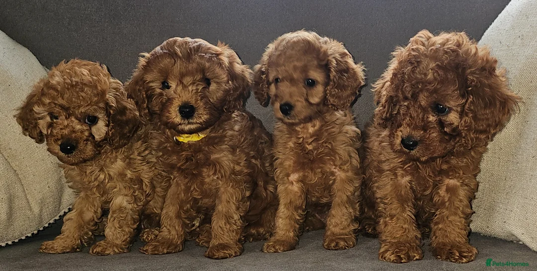 Cavapoo dogs for sale: F1b Cavapoo puppies!  - Advert 1