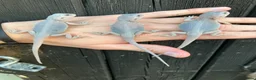 Bearded Dragon reptiles for sale: Various Bearded Dragon Morph Babies - Advert 9