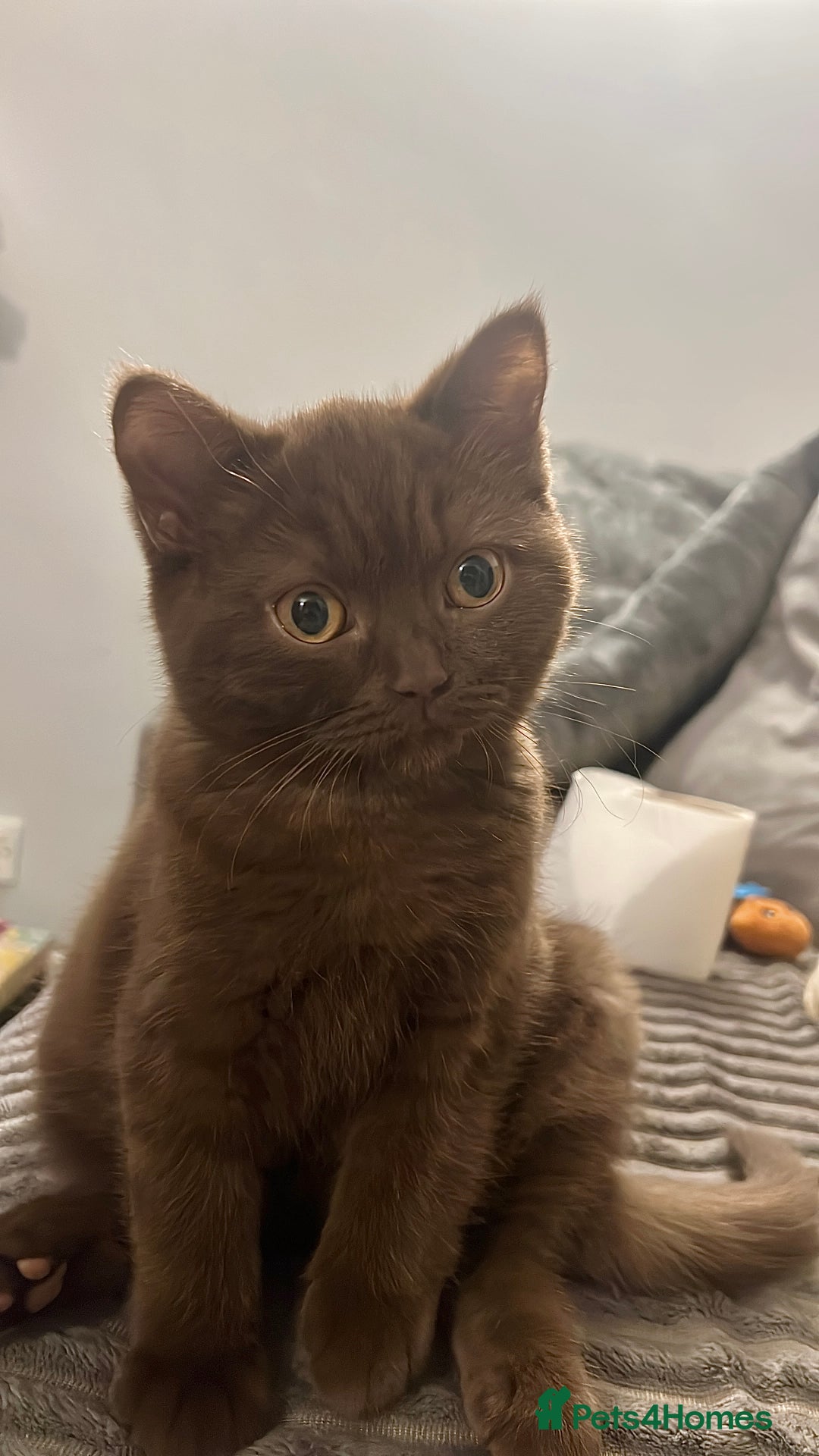 British Shorthair cats for sale: Beautiful Male Chocolate British Shorthair - Advert 2