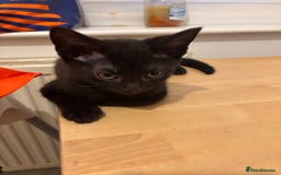 Domestic Shorthair cats for sale: Kittens - Image 4