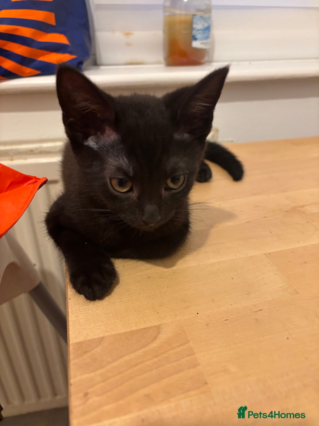 Domestic Shorthair cats for sale: Kittens - Image 4