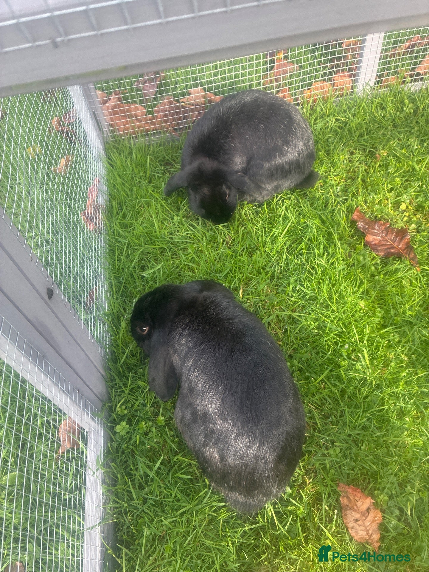 Netherland Dwarf rabbits for sale: 2 Nederland dwarf black rabbits  - Advert 2