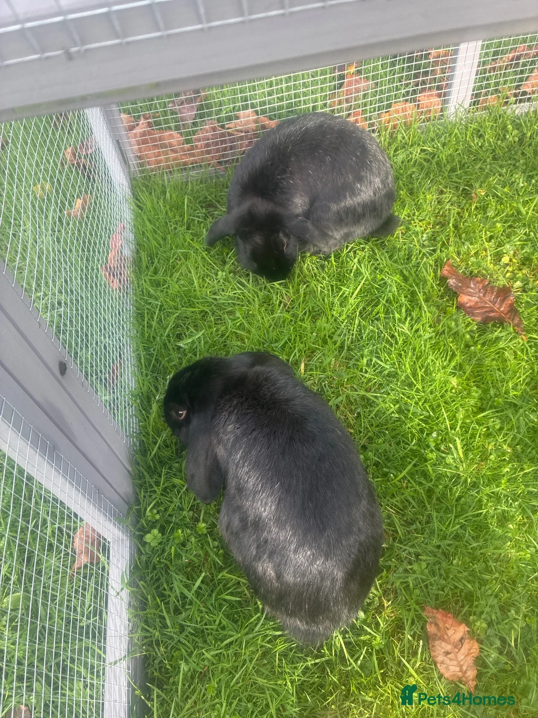 Netherland Dwarf rabbits for sale: 2 Nederland dwarf black rabbits  in Wisbech - Advert 1