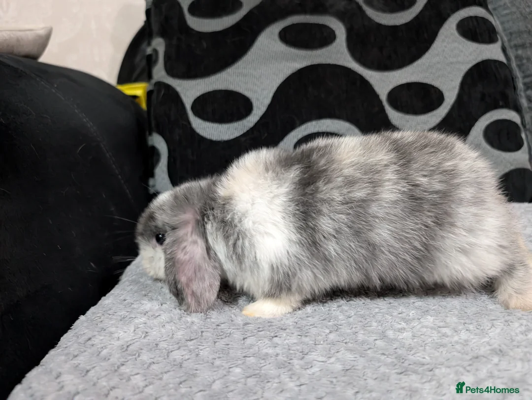 Mini Lop rabbits for sale: 6 beautiful mini lops available 16/3 in Ashford - Advert 6