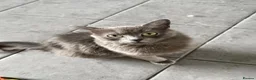 Mixed Breed cats for sale: Stunning little Grey fluffy female cat - Advert 10