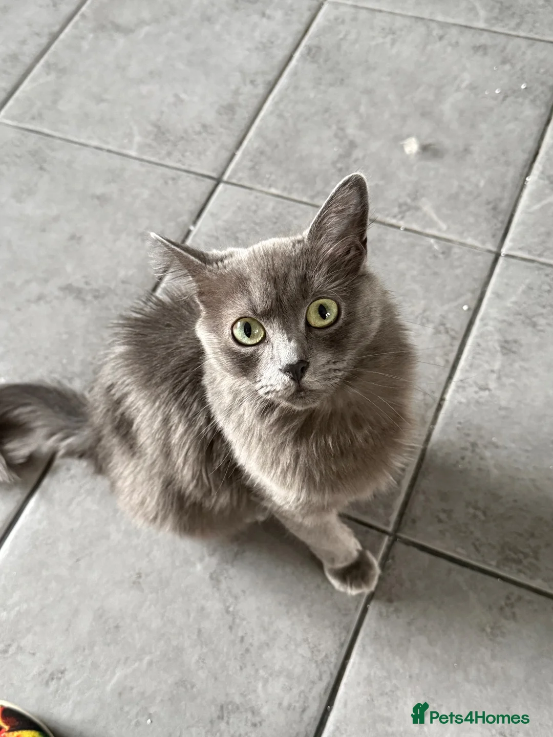 Mixed Breed cats for sale: Stunning little Grey fluffy female cat - Advert 10
