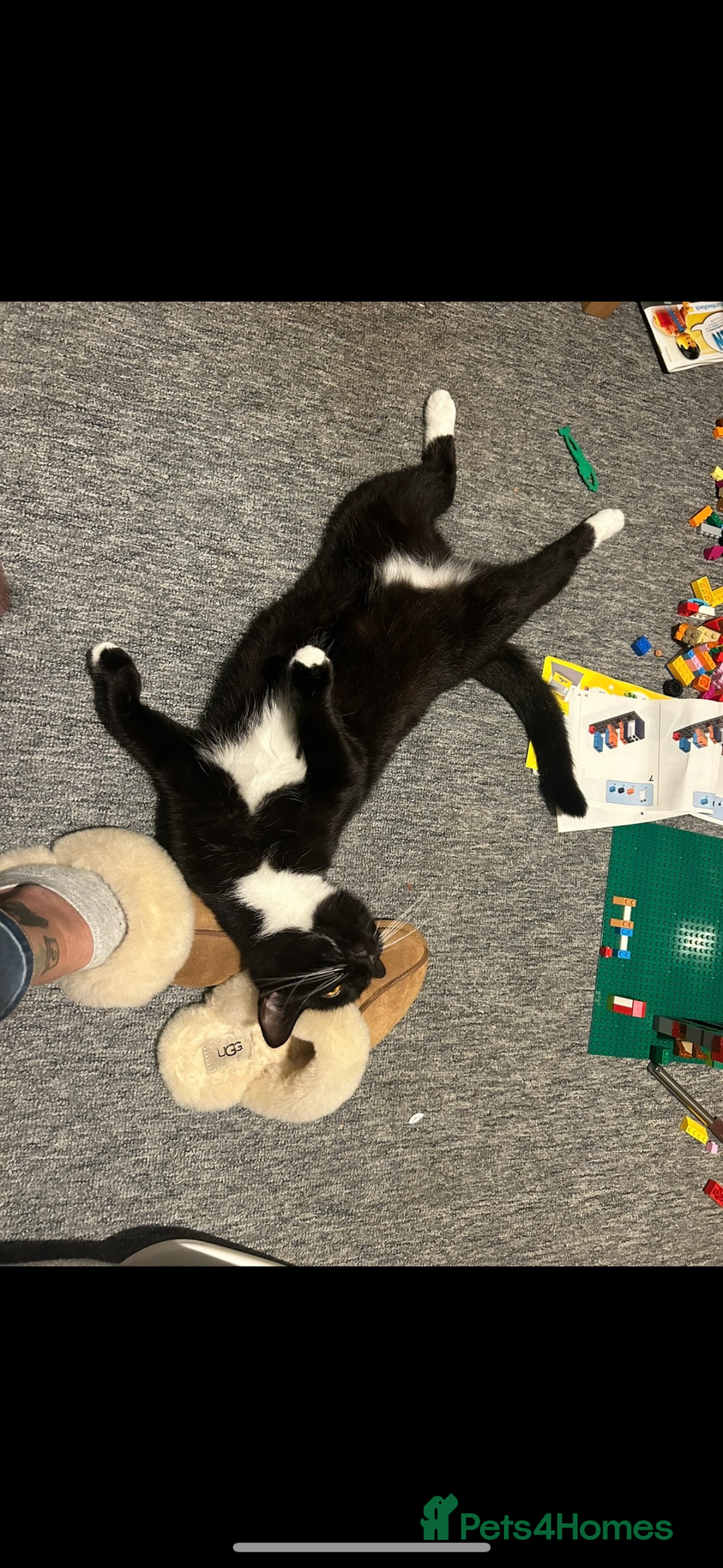 Domestic Shorthair cats for sale: Cat Needing Rehoming - Image 2