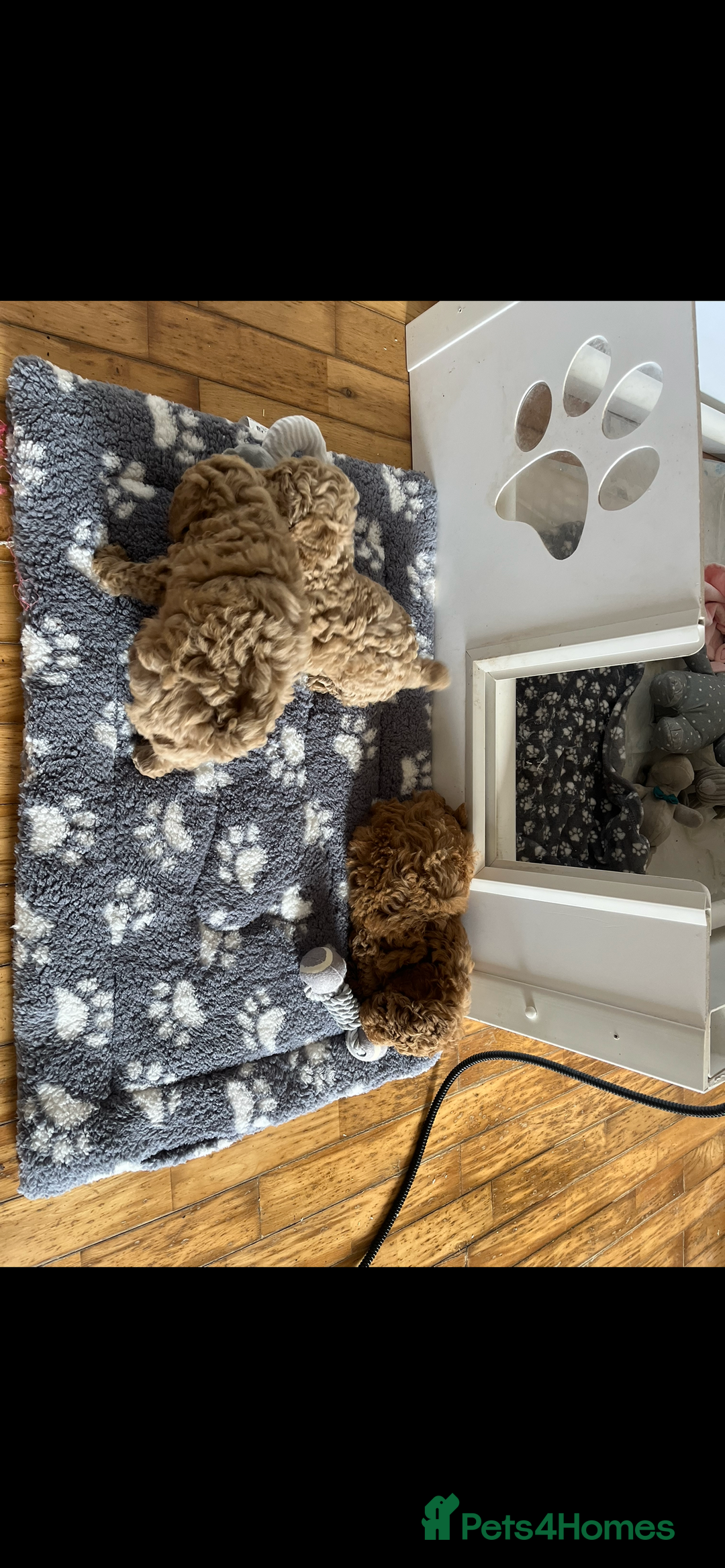 Poochon dogs for sale: 🐾 Poochon puppies 💕🐾🐾 - Image 11