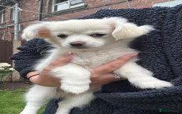 Chihuahua dogs for sale: Gorgeous Long coat MALE WHITE chihuahua.  - Image 18