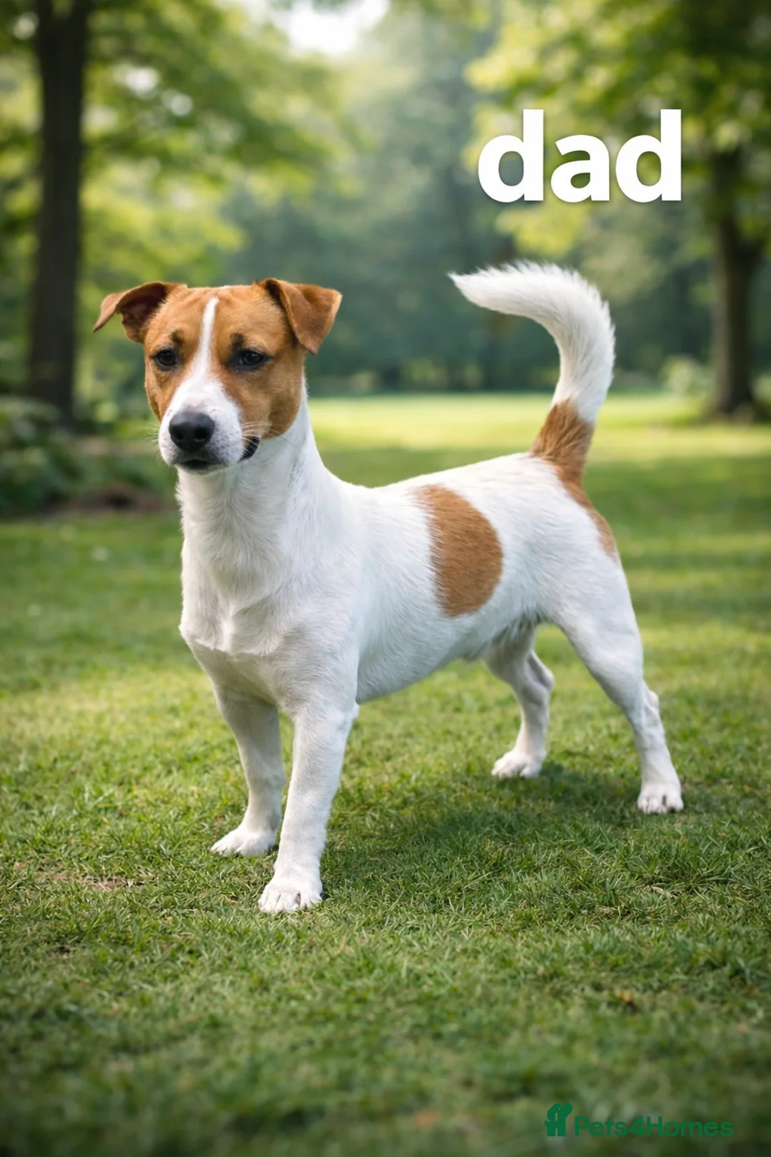 Jack Russell dogs for sale: READY TO GO!🤎🐶 Adorable Jack Russell Puppies✨ - Advert 2