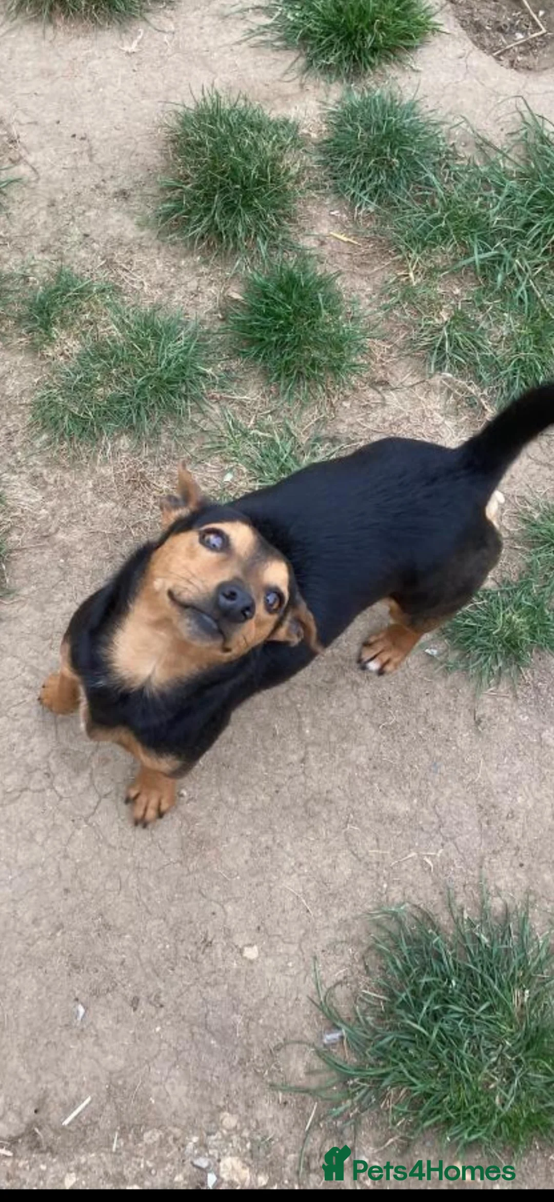 Jack Russell dogs for sale: Lovely jack Russell puppies  in Sevenoaks - Advert 7