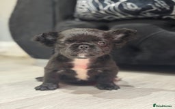 French Bulldog dogs for sale: Beautiful French Bulldogs Males  - Advert 7