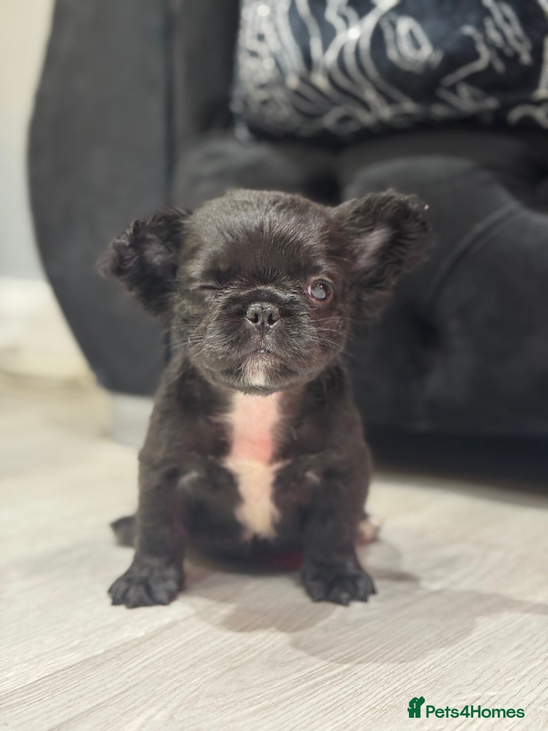 French Bulldog dogs for sale: Beautiful French Bulldogs Males  - Advert 7