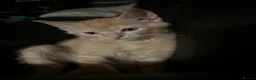 Mixed Breed cats for sale: Sphynx mixed breed kittens - Advert 3