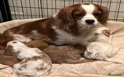 Cavapoo dogs for sale: 🐶🐩ADORABLE MINIATURE CAVAPOOS🐩🐶 - Image 11