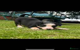 Border Collie dogs for sale: Gorgeous Border Collie Puppies  - Image 20