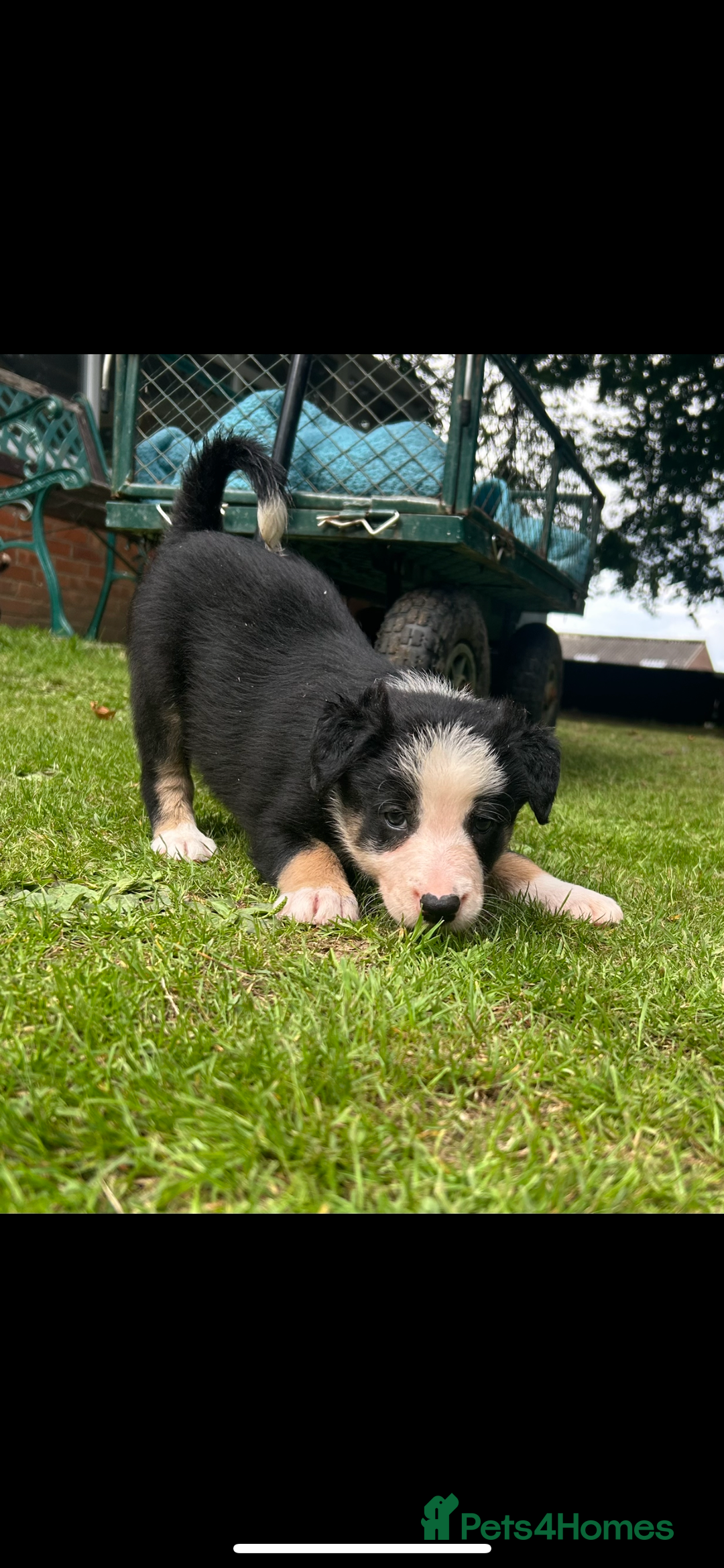 Border Collie dogs for sale: Gorgeous Border Collie Puppies  - Image 20