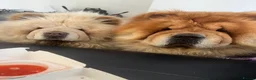 Chow Chow dogs for sale: Male Red Chow Chow - Advert 7