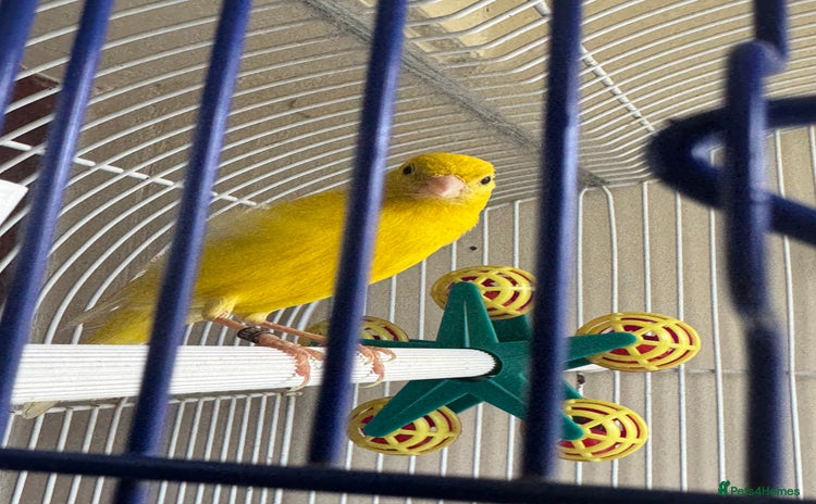 Canaries birds - Advert 1