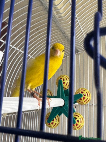 Canaries birds - Advert 7