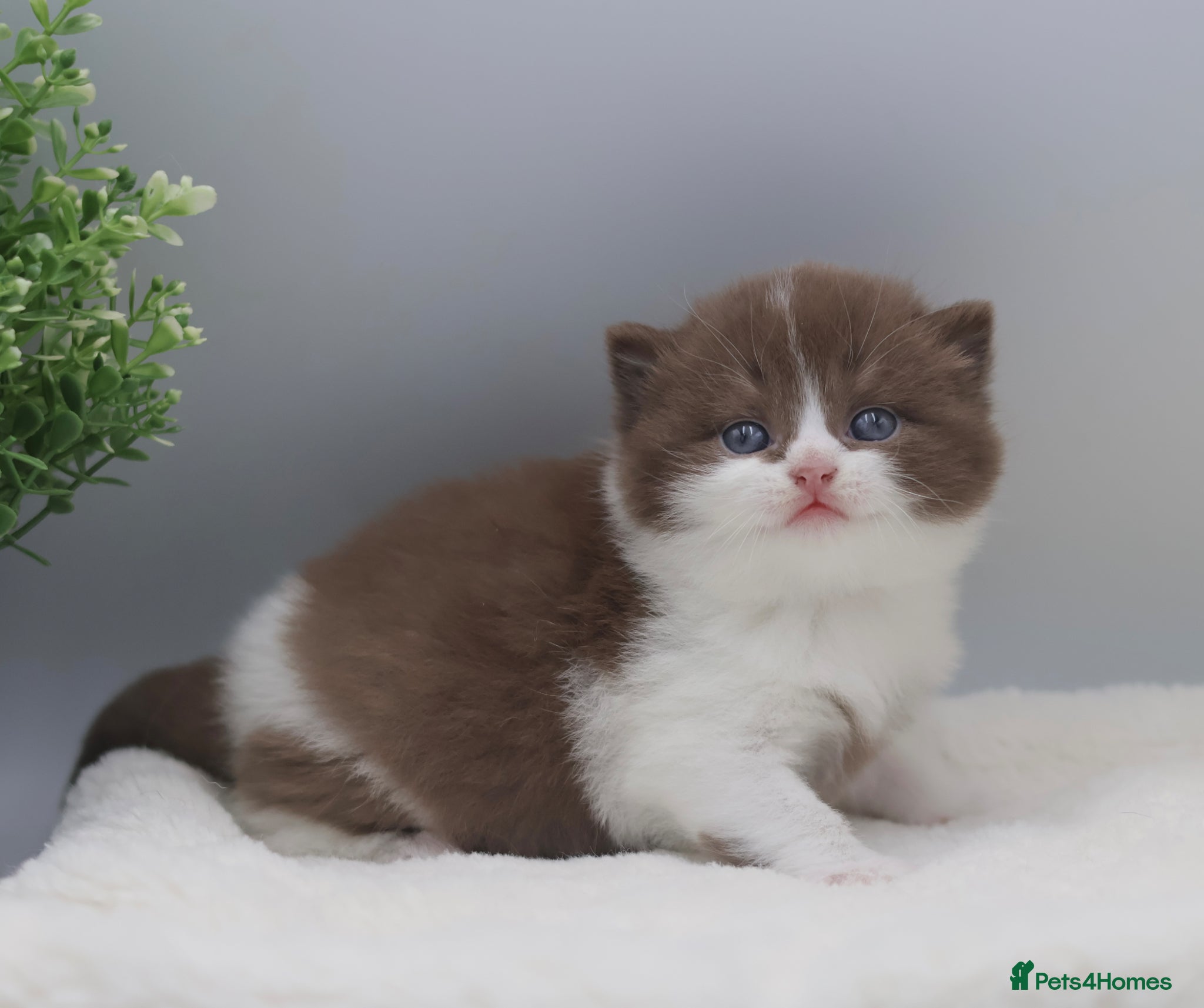 British Shorthair cats PEDIGREE REGISTERED CHUNKY BRITISH SHORTHAIRS - Advert 1